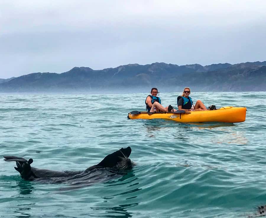 Kaikoura: Seal-Watching Pedal Kayak Tour - Two hours among seals and seabirds