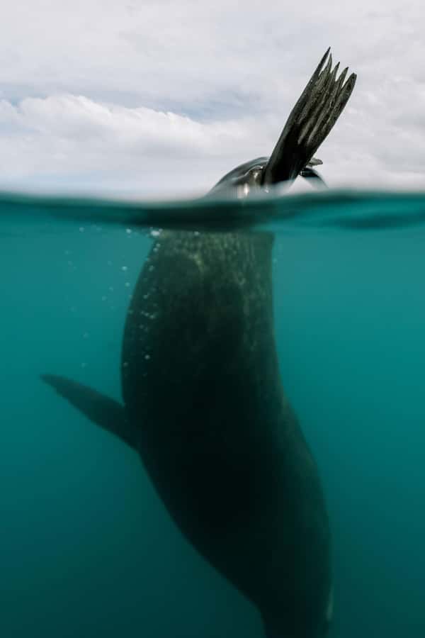 Kaikoura: Seal-Watching Pedal Kayak Tour - What the two-hour route feels like