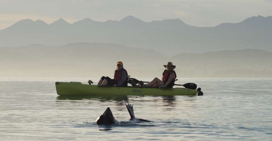 Kaikoura: Seal-Watching Pedal Kayak Tour - Wildlife etiquette and realistic expectations