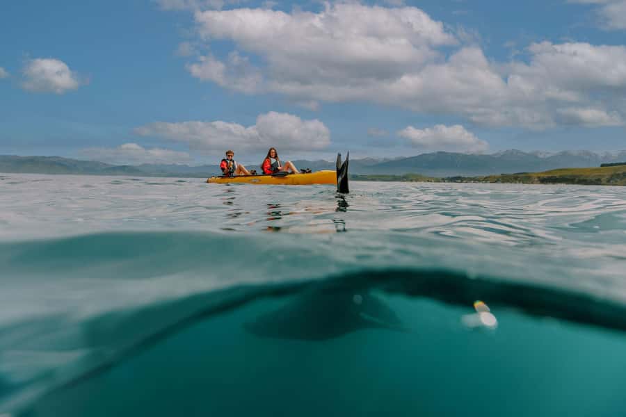 Kaikoura: Seal-Watching Pedal Kayak Tour - Starting at 18 Beach Road