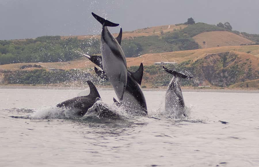 Kaikoura: Sunset Evening Kayaking Tour - Who should book the $95 evening tour