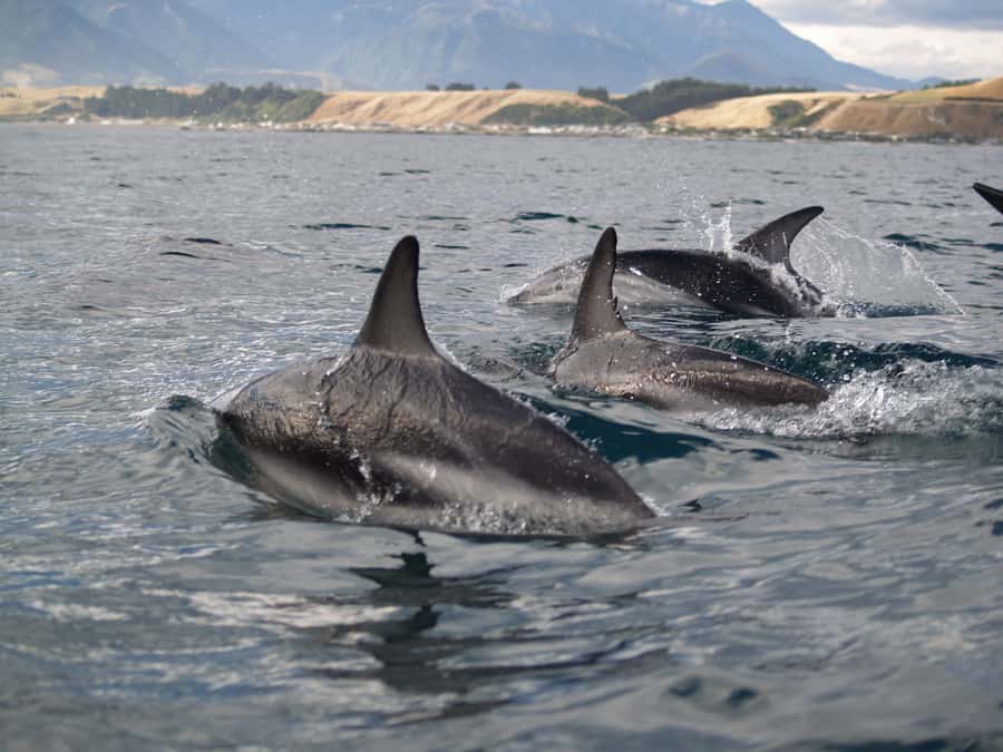 Kaikoura: Sunset Evening Kayaking Tour - Paddling out through Kaikoura’s coastal water