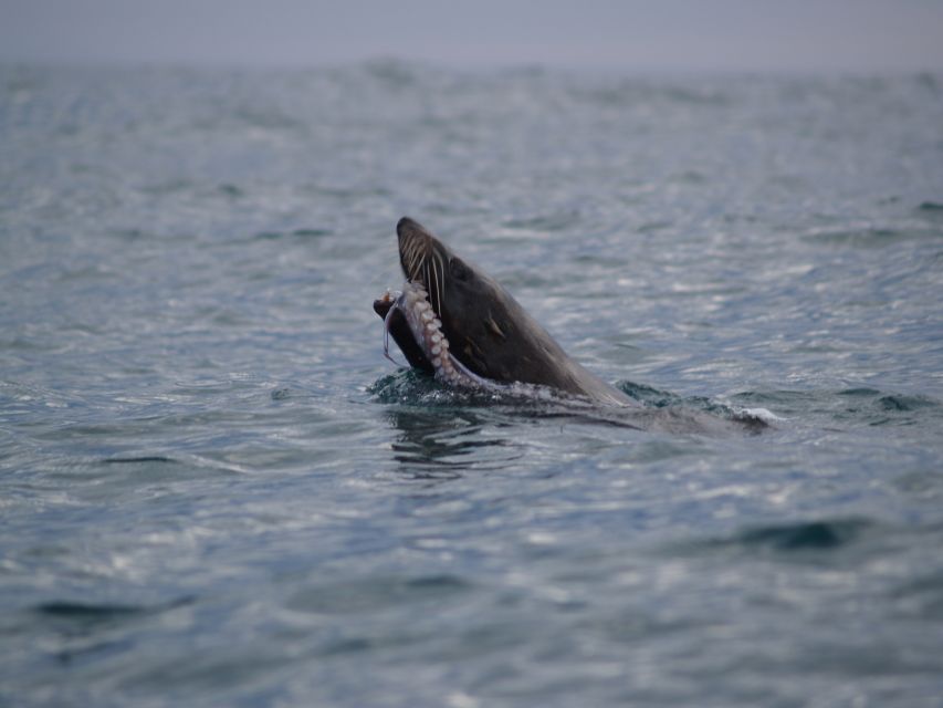 Kaikoura: Sunset Evening Kayaking Tour - Meeting Kaikoura’s fur seals at water level