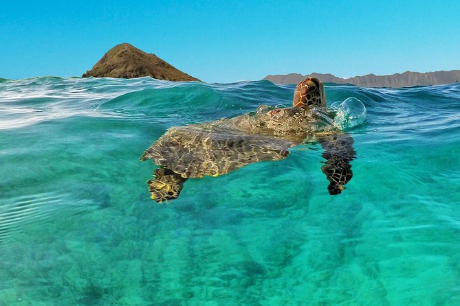 Kailua 2-Hour Guided Kayaking Excursion, Oahu - Looking for turtles and coastal wildlife