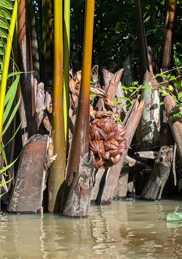 Kampot's Countryside & Kayak Tour, Pepper Farm include Lunch - Is $46 a fair price?