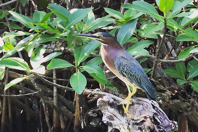 Kayak adventure through Laguna Nichupté in Cancun - Following the bird tree and mangrove channels