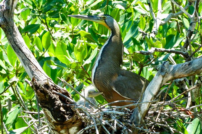 Kayak adventure through Laguna Nichupté in Cancun - What is included for $52.46