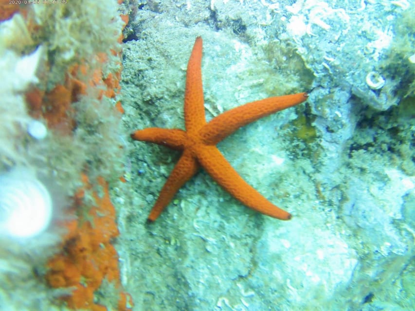 Kayak and snorkel Tour Platja d'Aro - Key points at a glance