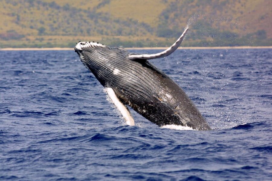 Kayak and Snorkel West Maui at Olowalu - Key points to know before you book