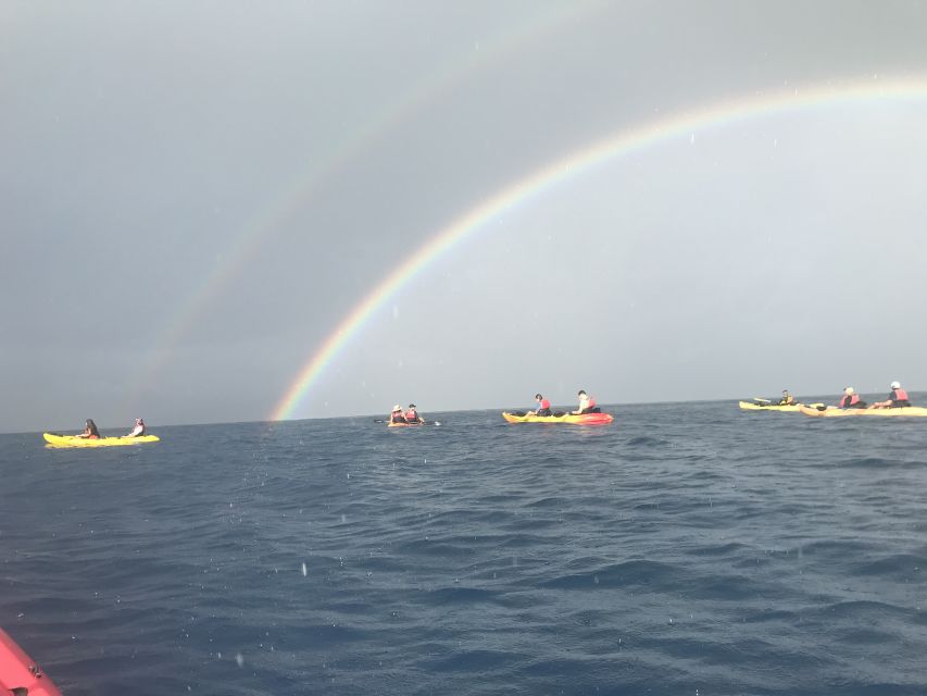 Kayak and Snorkel West Maui at Olowalu - Snorkeling at the turtle cleaning station