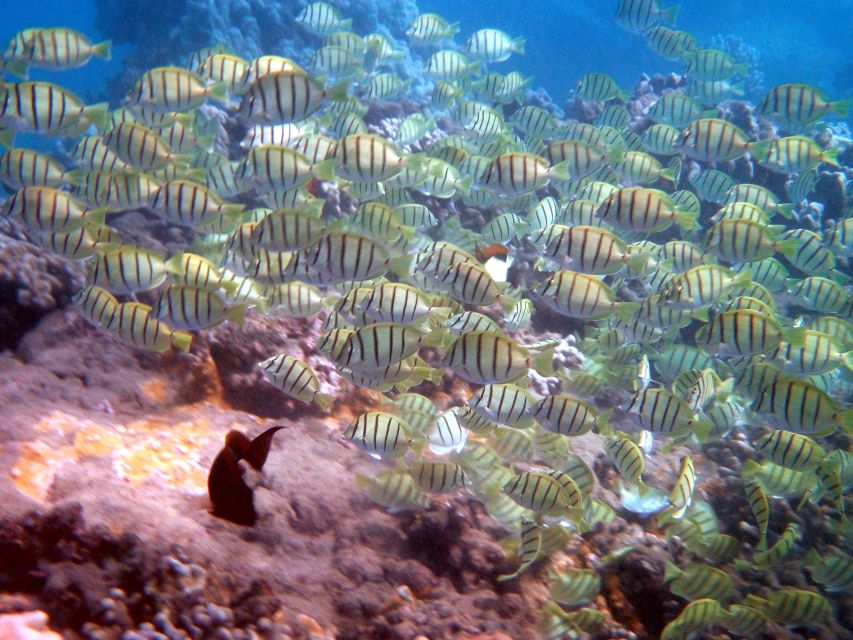 Kayak and Snorkel West Maui at Olowalu - Is $109 a fair price?
