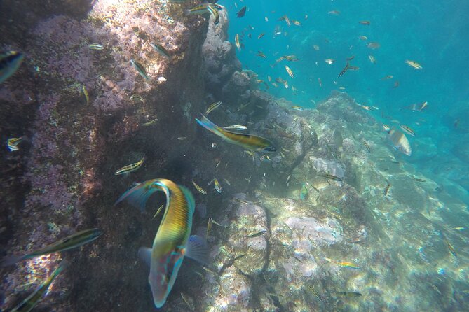 Kayak and Snorkeling Tour in Underwater Nature Reserve Garajau - What to bring and what to expect on shore