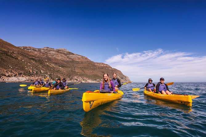 Kayak Chapman's Peak and Karbonkelberg in Hout Bay - Wildlife around the harbour and Karbonkelberg