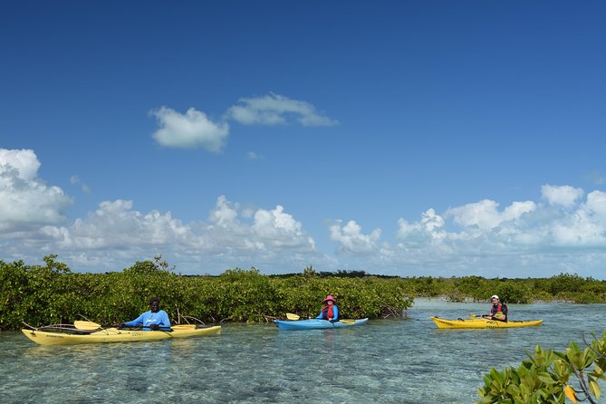 Kayak Eco Tour - Why the mangroves are worth your morning