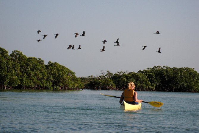 Kayak Eco Tour - A beach swim breaks up the four-hour paddle