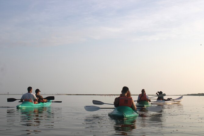 Kayak Mangroves Sunrise Experience - Wildlife watching from the kayak