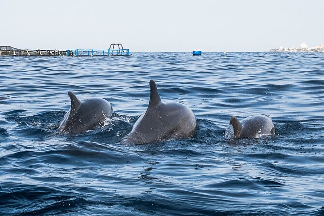 Kayak Safari with Dolphin and Turtle Watching in Guaza - Starting from Los Cristianos