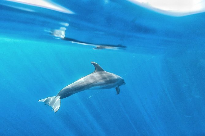 Kayak Safari with Dolphin and Turtle Watching in Guaza - What the $45.97 price includes