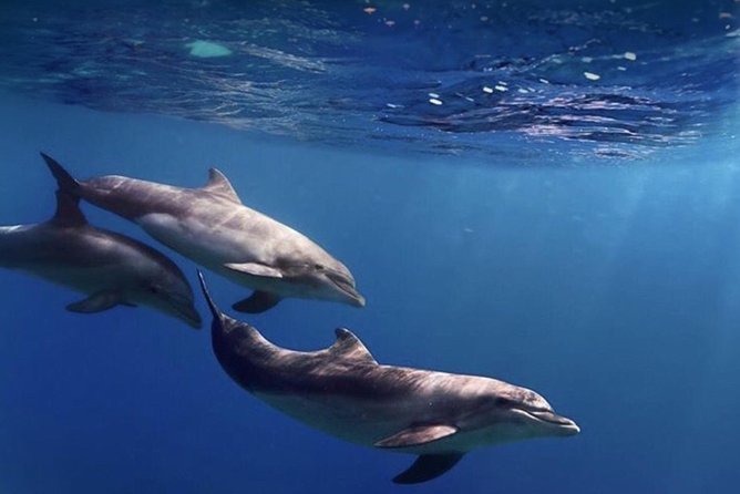 Kayak Safari with Dolphin and Turtle Watching in Guaza - Timing, weather, and cancellations