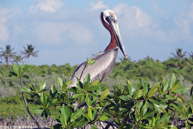 Kayak Sian Ka’an Biosphere Reserve Sunset Tour - What to bring for comfort and safety