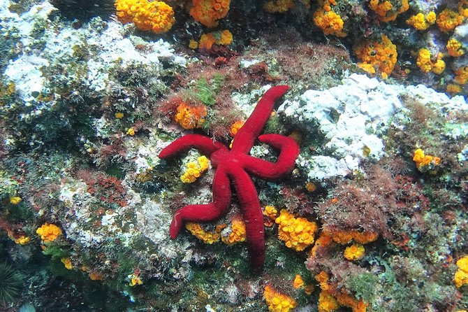 Kayak & Snorkel Tour in Cerro Gordo Natural Park, La Herradura - Sea caves, coves, and beaches are the real payoff
