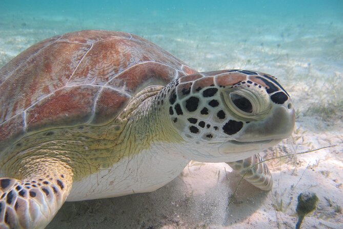 Kayak & Snorkel with Sea Turtles, National Park, St. John - Meeting at Honeymoon Beach