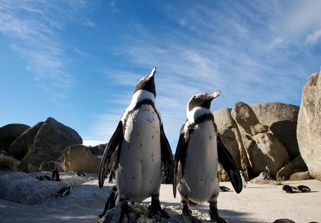 Kayak to the penguins in Simons Town - Key points to know before you book