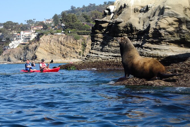 Kayak Tour of the 7 Caves - Wildlife highlights from the kayak