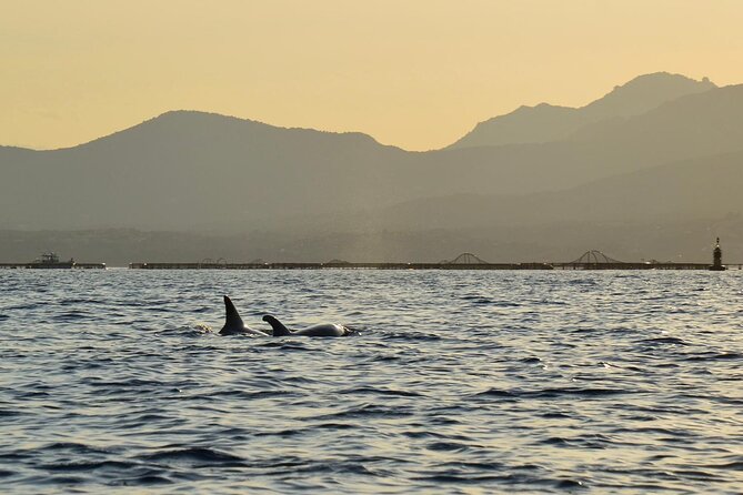 Kayak tour with aperitif and dolphins - Crossing toward Figarolo Island