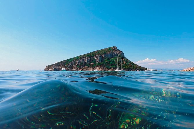 Kayak tour with aperitif and dolphins - Looking for dolphins near the fish farm