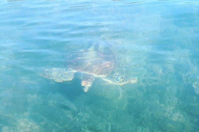 Kayak Turtle Tour from Palm Cove - Who will enjoy this Palm Cove outing