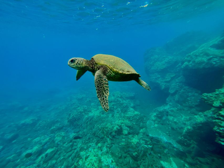 Kayak, Whale Watch And Snorkel At Turtle Town - Why the kayak is the best seat on the water