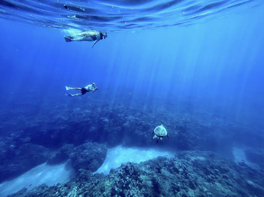 Kayak, Whale Watch And Snorkel At Turtle Town - How the $109 price holds up