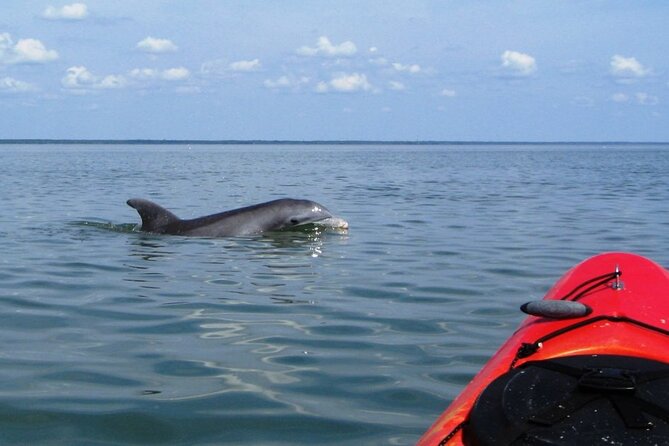 Kayak With Dolphins in Historic Shem Creek - Starting at Coastal Expeditions on Mill Street