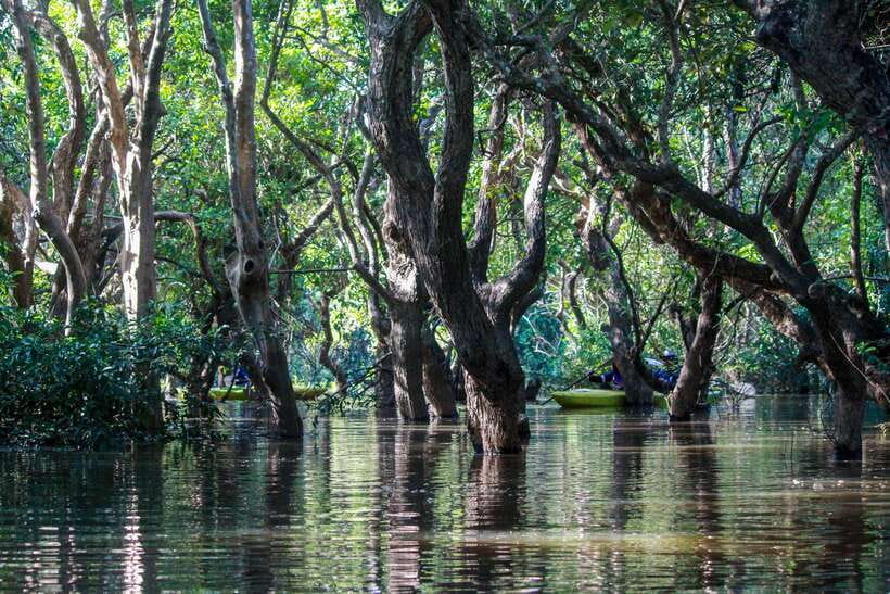 Kayaking & Floating Village in Siem Reap - Paddling through the mangrove forest