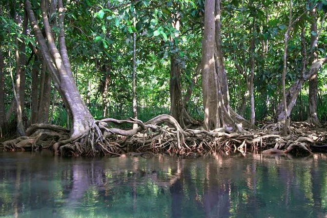 Kayaking in Ao Thalane - Discover the Mangrove life - Why Ao Thalane makes a better break from the beach
