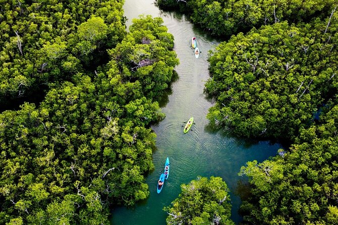 Kayaking Tour in Cancun - Paddling through the mangrove channels