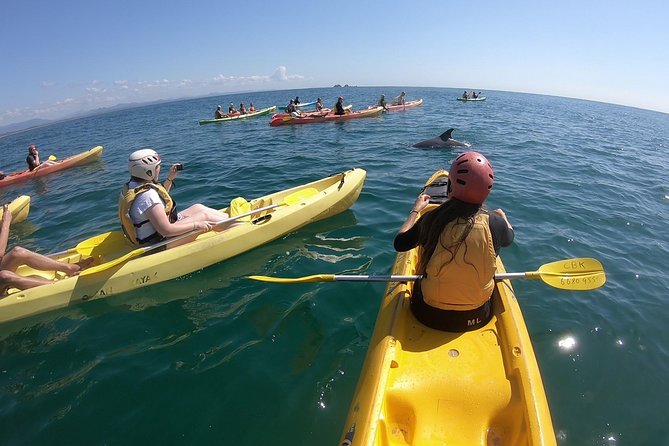 Kayaking with Dolphins in Byron Bay Guided Tour - Why the dolphins are only part of the experience