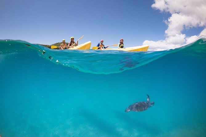 Kayaking with Dolphins in Byron Bay Guided Tour - Searching for dolphins in the wild