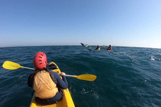 Kayaking with Dolphins in Byron Bay Guided Tour - Turtles, whales, and the bonus wildlife