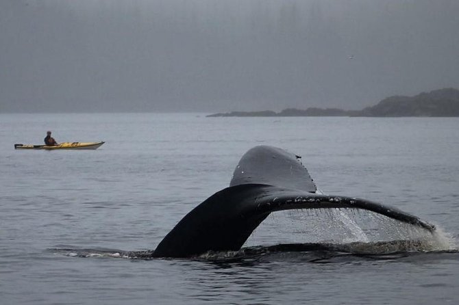 Ketchikan Kayak Eco-Tour - Clover Pass, Where Forest Meets Tidal Water