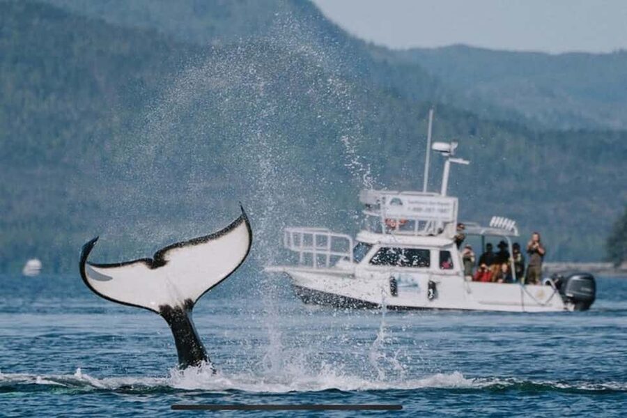 Ketchikan: Orca Cove Fast Boat and Sea Kayak Tour - Why Orca Cove feels far from Ketchikan