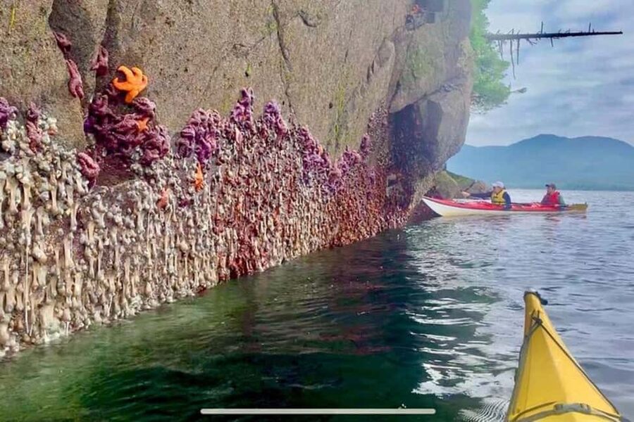 Ketchikan: Orca Cove Fast Boat and Sea Kayak Tour - Paddling the coves and rainforest islands