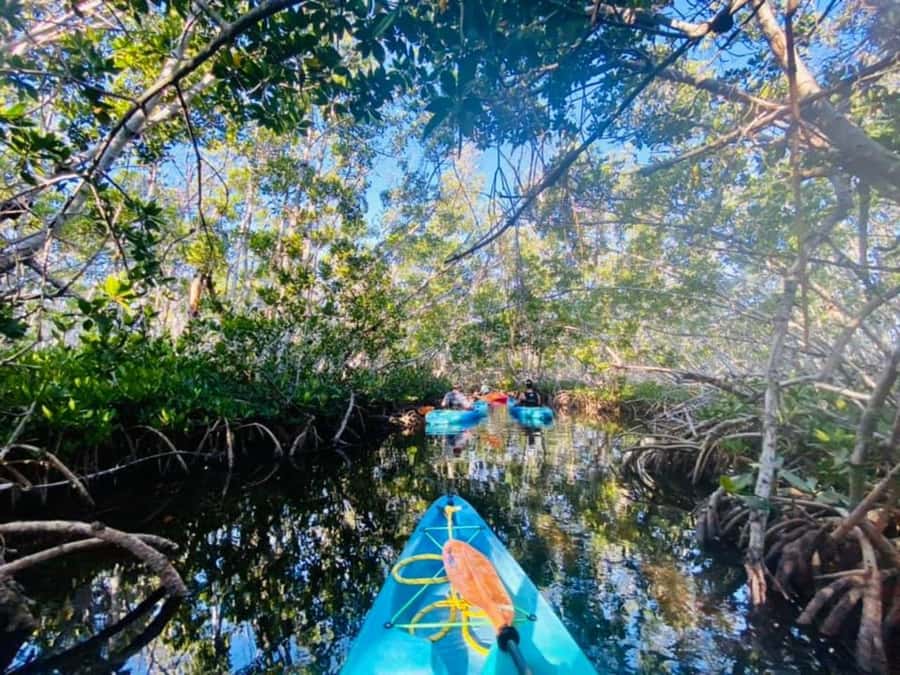 Key West: 2-hour Mangrove Kayak Tour - What makes the mangrove route special