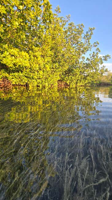 Key West: Kayak or Paddleboard Rental - Key points at a glance