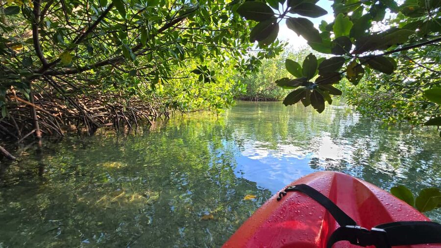 Key West: Kayak or Paddleboard Rental - Wildlife without a guarantee