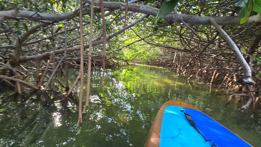 Key West: Kayak or Paddleboard Rental - Price, value, and what you receive