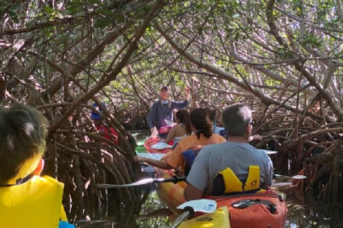 Key West Mangrove Kayak Eco Tour - The wildlife you might see
