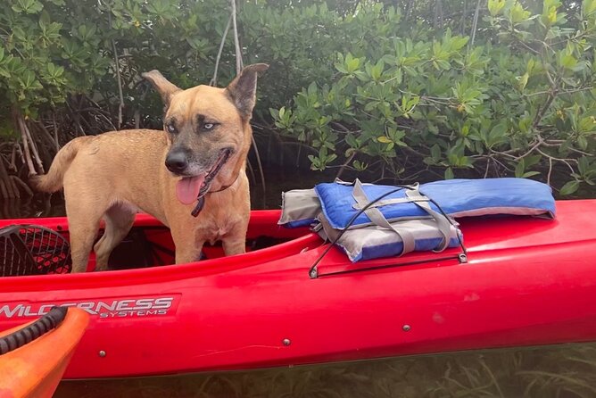 Key West Mangrove Kayak Eco Tour - Is $80 a good value?