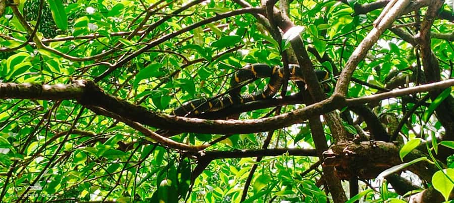 Khao Lak: Full-Day Khao Sok Jungle Walk and Canoeing Tour - Key points to know before booking